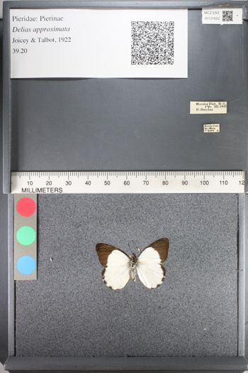 Media type: image;   Entomology 131652